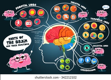 A Vector Illustration Of Infographic Parts And Functions Of Brain