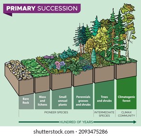 Vector illustration - infographic - of primary succession, step by step - ecological succession that begins in essentially lifeless areas.