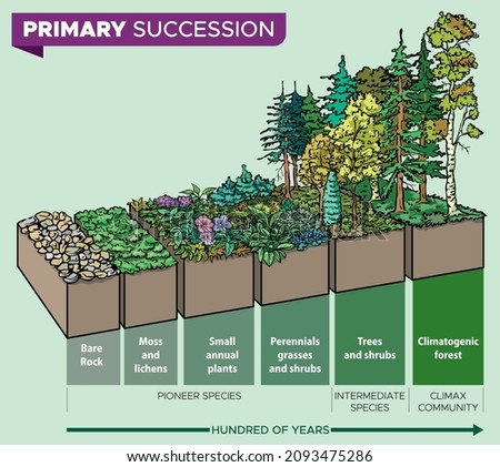 Vector illustration - infographic - of primary succession, step by step - ecological succession that begins in essentially lifeless areas.