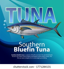 Vector illustration, infographic Southern bluefin tuna is a species of bluefin tuna from the scombridae family.