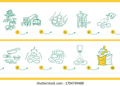 Vector illustration, info-graphics of planting, growing, gathering, visual inspection, peeling, slicing potato for chips. Industrial preparation in the factory, process. 