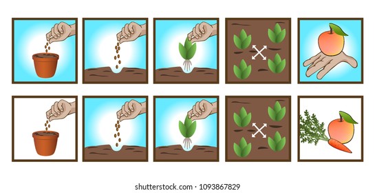 Vector Illustration Infographics - Stages Of Growing Plants. To Sow The Seeds, Transplant The Sprout, The Distance Between Patches, Obtaining A Harvest. For The Seed Packet Information.