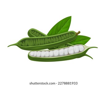Vector illustration, Inga edulis, known as peanut ice cream, joaquiniquil, cuaniquil, guama or guaba, isolated on white background.