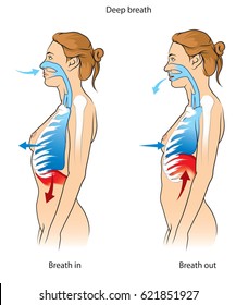 Vector illustration of Inhalation and exhalation chest moving