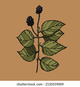 Vector illustration with ink blackberry on background