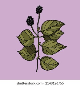 Ilustración vectorial con mora negra de color tinta con fondo violeta