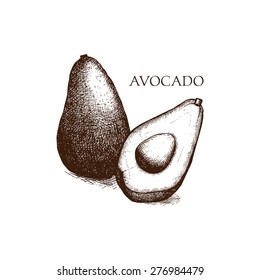 Vector illustration of  ink hand avocado for kitchen and restaurant design. Vintage tropical fruit background isolated on white.