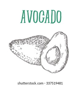 Vector illustration of ink hand avocado. Vintage tropical fruit background isolated on white.
