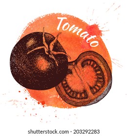 Vector illustration of ink hand drawn vintage tomato on red hand painted watercolor background. Grunge healthy food  illustration. 