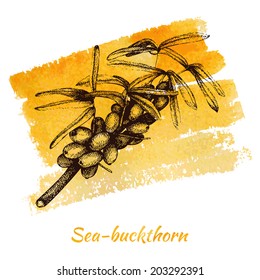 Vector illustration of ink hand drawn vintage sea-buckthorn on yellow hand painted watercolor background. Grunge healthy food  illustration. 