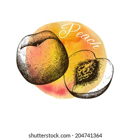 Vector illustration of ink hand drawn vintage peach on orange hand painted watercolor background. Grunge fruit  illustration.