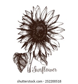 Vector illustration of ink hand drawn sunflower sketch isolated on white background. Eco food and plants. Vintage illustration