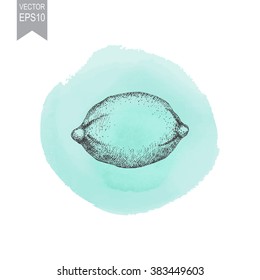 Vector illustration of ink hand drawn lemon 