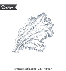 Vector illustration of ink hand drawn lettuce. 