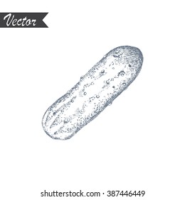Vector illustration of ink hand drawn cucumber.