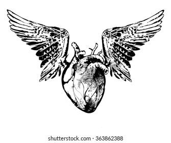 Vector illustration - Ink heart with wings on white background