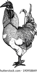 Vector illustration with ink rooster