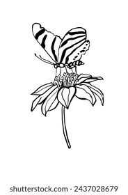 Vector illustration - ink sketch with echinacea flower branch and butterfly. Art for for prints, wall art, banner, background