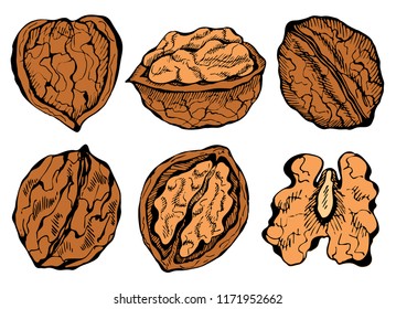 Vector illustration of ink sketch hand drawn colorful walnut plant set. Farmer market design. Vintage, retro style. Whole, half nuts seed. Healthy food, organic, Engraved.