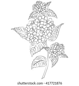 Vector illustration of an ink sketch hydrangea flower