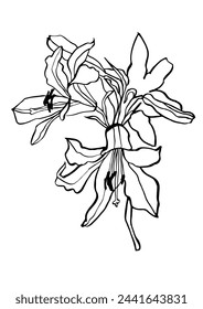 Vector illustration - ink sketch with lily flowers . Art for for prints, wall art, banner, background