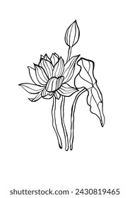 Vector illustration - ink sketch with lotus flowers . Art for for prints, wall art, banner, background