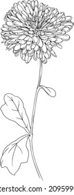 Vector illustration of inkline flower.