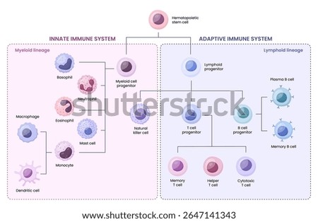 Vector illustration of the innate and adaptive immune system. Different cell types.