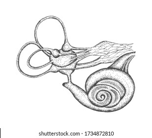 Vector illustration of inner ear. Schematic drawing of the hearing aid, vintage engraved illustration.