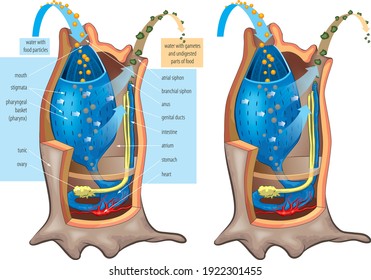 Ilustración vectorial de la estructura interior - anatomía de la ardilla marina - Ascidian, Tunicata.