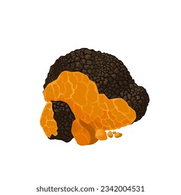 Vector illustration, Inonotus obliquus, commonly called chaga, isolated on white background.