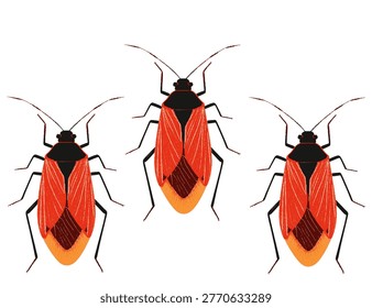vector illustration of the insect animal cotton father or also true beetle