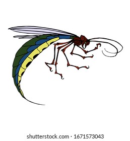 Vector illustration of an insect. animal macro fly 