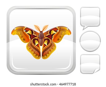 Vector illustration of insect atlas moth. Blank button form set - square, speaking bubble, circle, sticker.
