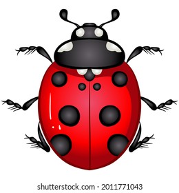 Vector illustration with insect beetle. Set isolated on white background. Ladybird, ladybug beetle