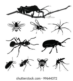 Vector Illustration: Insect collection isolated on white