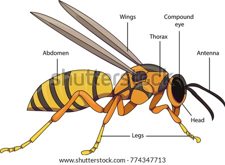 Vector illustration of an insect. Diagram with labeled parts of a wasp.