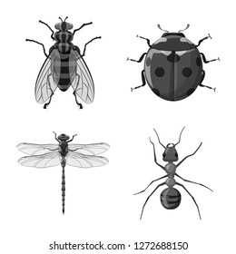 Vector illustration of insect and fly icon. Collection of insect and element stock vector illustration.