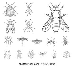 Vector illustration of insect and fly icon. Collection of insect and element stock vector illustration.