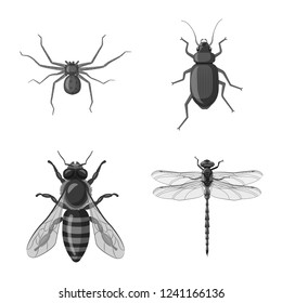 Vector illustration of insect and fly sign. Set of insect and element stock vector illustration.