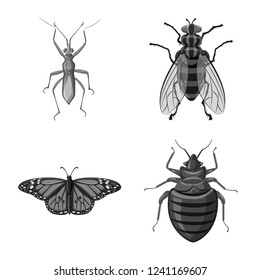 Vector illustration of insect and fly sign. Collection of insect and element stock symbol for web.