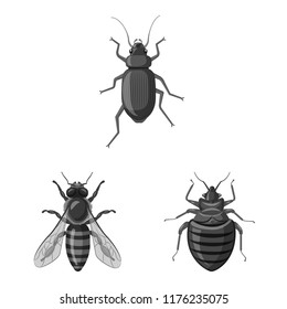 Vector illustration of insect and fly symbol. Collection of insect and element stock symbol for web.