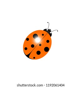 Vector illustration insect ladybug on a white background isolation