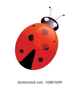 Vector illustration insect ladybug on a white background isolation