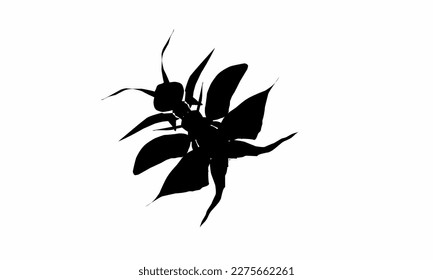 vector illustration, insect silhouette. winged insects or ants. isolated white background 