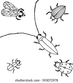 Vector illustration of insects: fly, ant, ladybird, potato bug, longhorn beetle. Black and white linear graphic, isolated figures. good for printing.