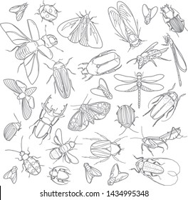 vector illustration with insects. illustration with isolated beetles, butterflies, bugs, aphids, moths, dragonflies on a white background