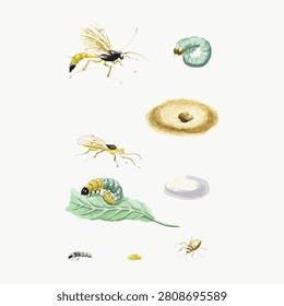 Vector illustration of insects, larvae, and nests on a white background.