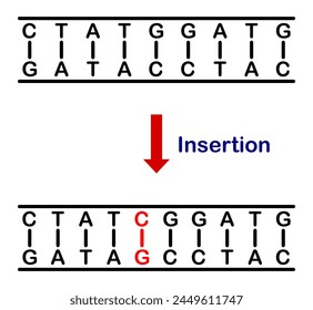 Vector illustration of insertion mutation, involving the addition of one or more nucleotides into a segment of DNA on a white background.