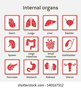 Vector illustration of internal human organs